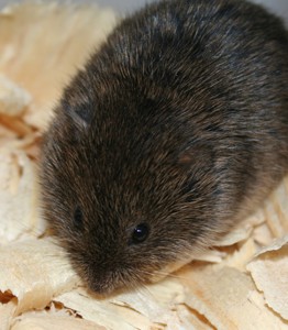 vole